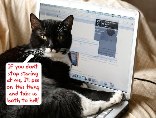 cat-laptop