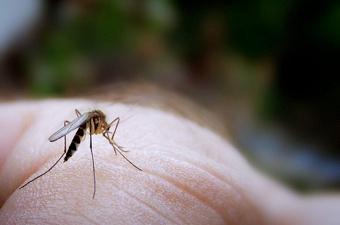 Male Mosquitoes Don’t Want Your Blood, But They Still Find You Very Attractive