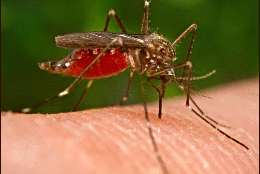 Device May Stop Dengue Fever By Slaughtering Pregnant Mosquitos