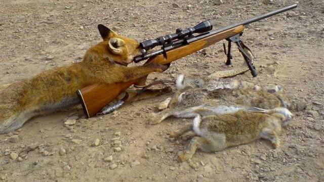Hunter Becomes Hunted: A Fox Shoots A Man