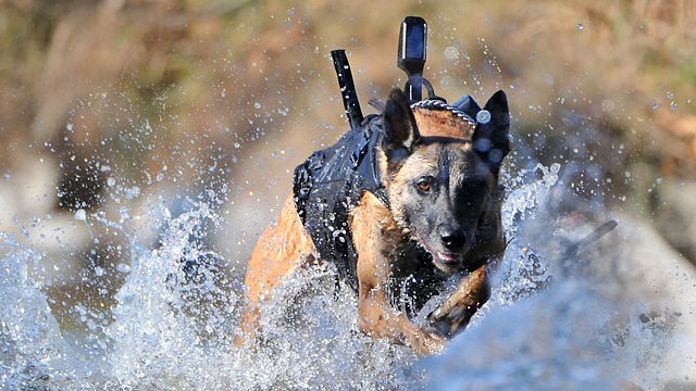 The Navy SEAL Team 6 Dog Is A Bigger Badass Than You