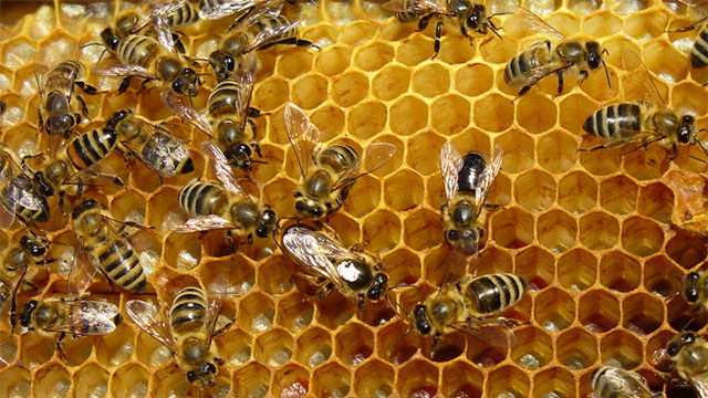 Study: Mobile Phones Cause Bees To Swarm To Their Death