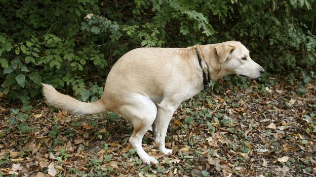 Draconian Dog Shit DNA Policy Sparks Canine Conflict