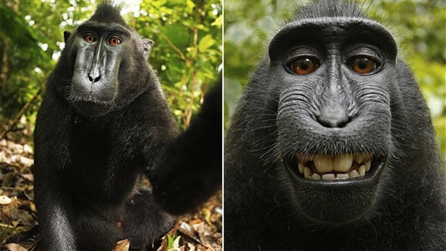Vain Monkey Steals Cam To Take Adorable Self-Portraits