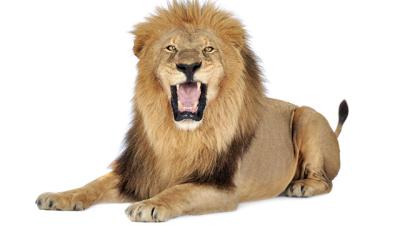 OS X Lion To Come Roaring In Tomorrow?