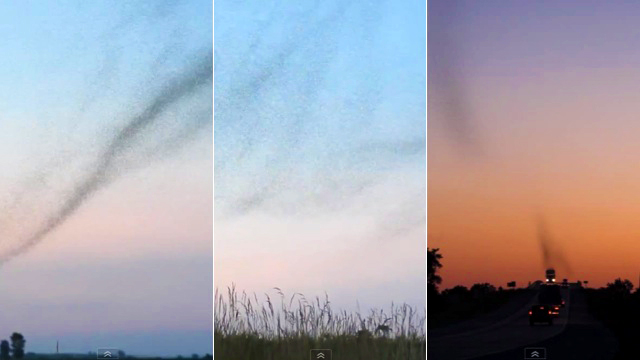 Revolting Bug Tornadoes Will Make You Itchy All Day