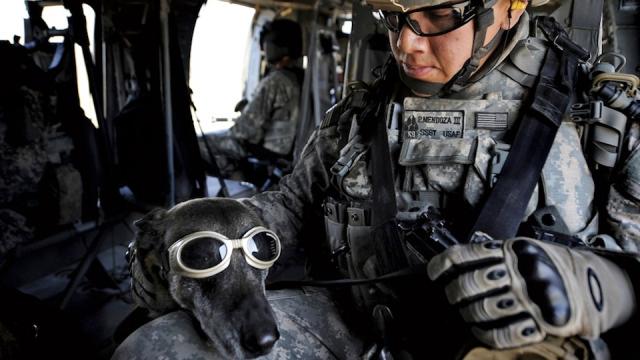 SEAL Team 6 Wants Special Remote Cameras For War Dogs
