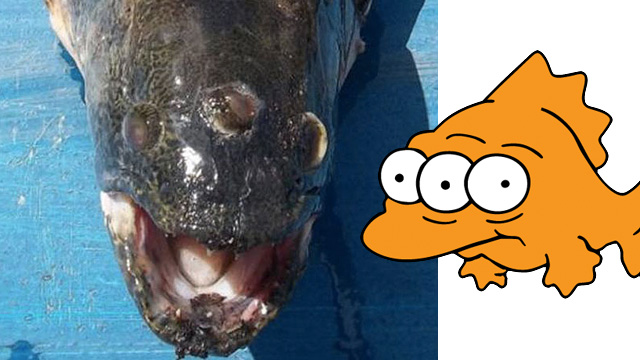Three-Eyed Fish Caught Outside Nuclear Power Plant