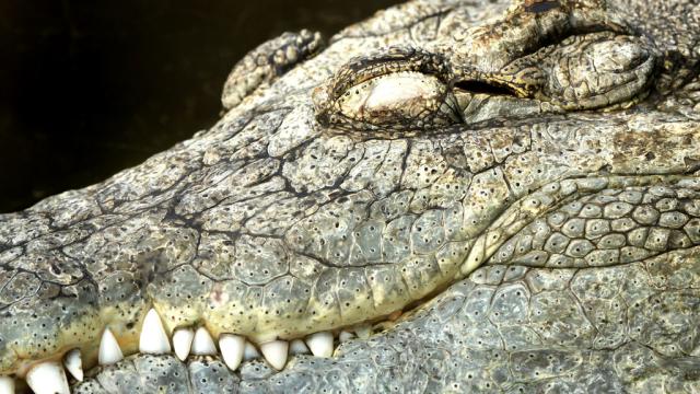 Krokodil: The Designer Drug That Will Eat Your Flesh