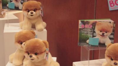 You Can Buy Boo, The Internet’s Cutest Dog