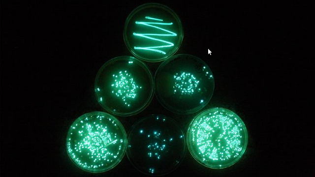 The Glowing Bacteria That Wants To Be Eaten