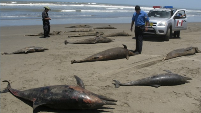 Officials Don’t Know Why 877 Dead Dolphins Have Washed Up On Peru’s Beaches
