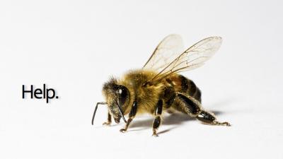Biotech Company Blamed For Bee Collapse Buys Leading Bee Research Firm