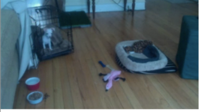 Use Google+ Hang Outs To Create Your Own Personal Puppy Cam