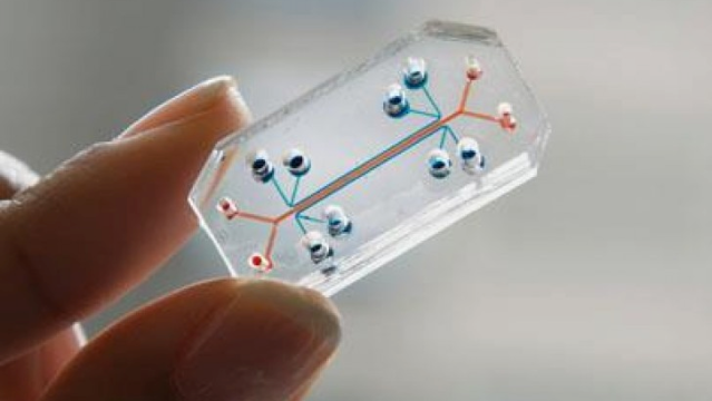 This See-Through Microchip Can Mimic An Actual Human Organ