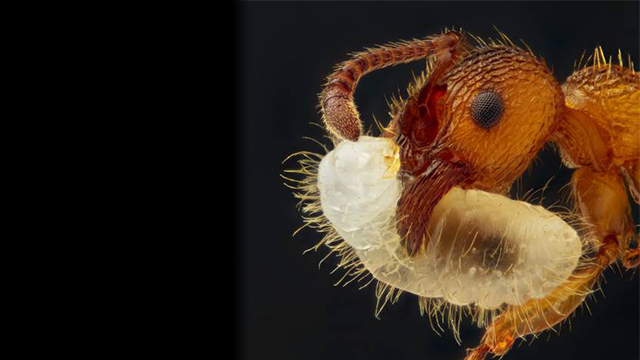The 10 Best Micro Photographs Of 2012
