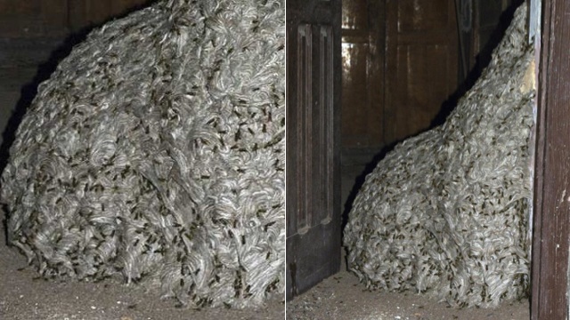A Giant 7m Wasp Nest Is The Most Terrifying Thing