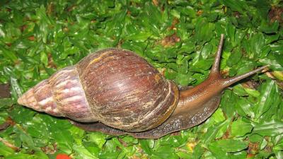 Giant Damage-Causing Snails Are Aggressively Invading Florida