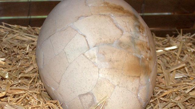 Elephant Bird Egg Omelettes Will Cost You $49,000