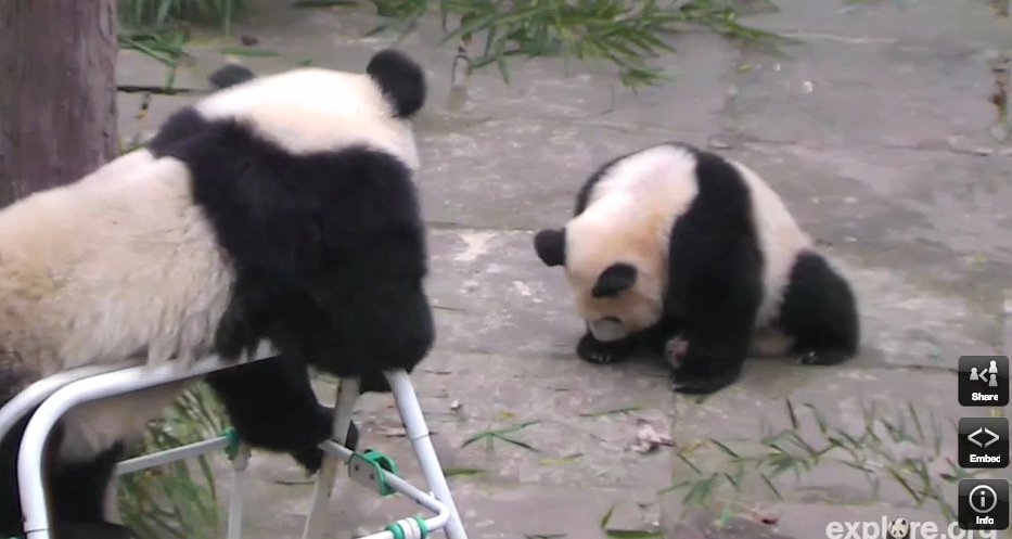 The Internet’s Most Adorable, Time-Wasting Animal Live Cams