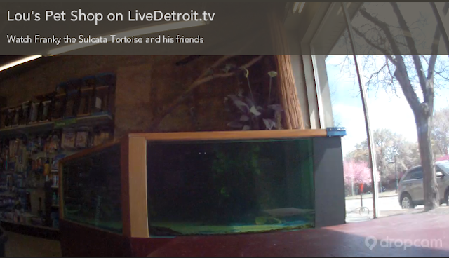 The Internet’s Most Adorable, Time-Wasting Animal Live Cams