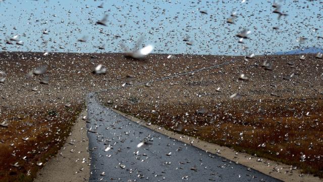 This Is What A Plague Of Locusts Actually Looks Like