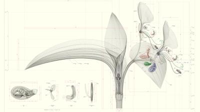 Intricate, Ultra-Accurate Blueprints Of Botanical Life