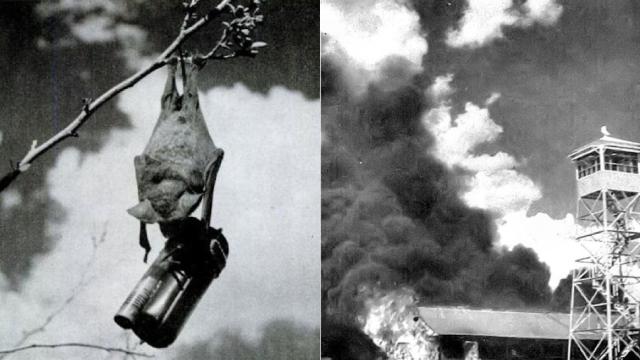 The US Military’s Disastrous Plan To Use Napalm-Strapped Bats In WWII