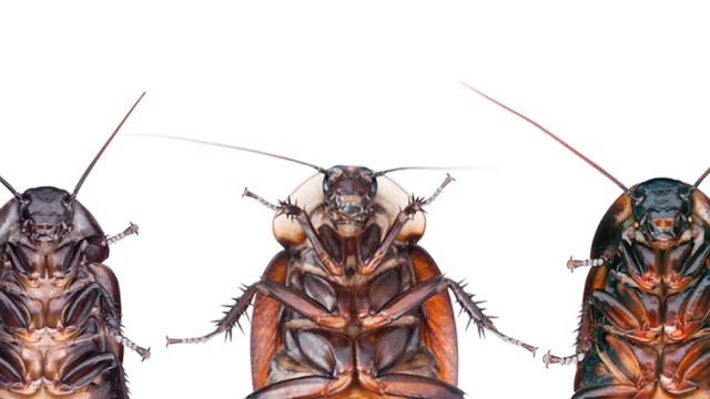 Cockroaches Are Evolving To Avoid Poison, Will Rule Us All