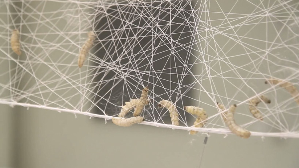 6500 Silk Worms Spin One Heck Of A Cloud