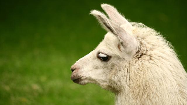 Escaped Florida Llama Brought Down By Taser