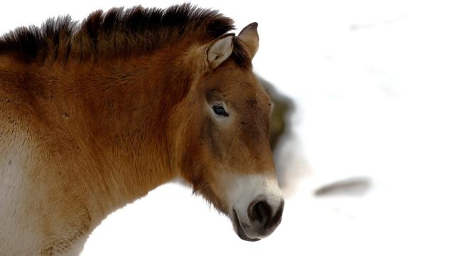 Scientists Sequence The Oldest Ever Genome — Of A 700,000-Year-Old Horse