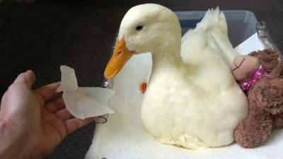 Lame Duck Walks Properly For The First Time Thanks To 3D-Printed Foot