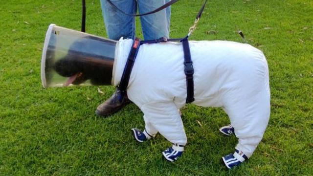 The Australian Dog Beekeeper Suit: A Few Questions And Answers