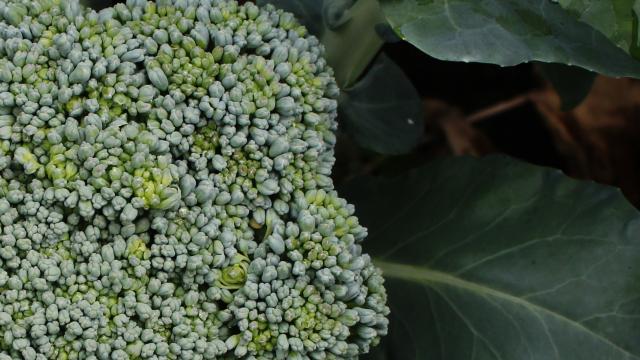It Takes $5m And A Cornell Scientist To Create Perfect Broccoli