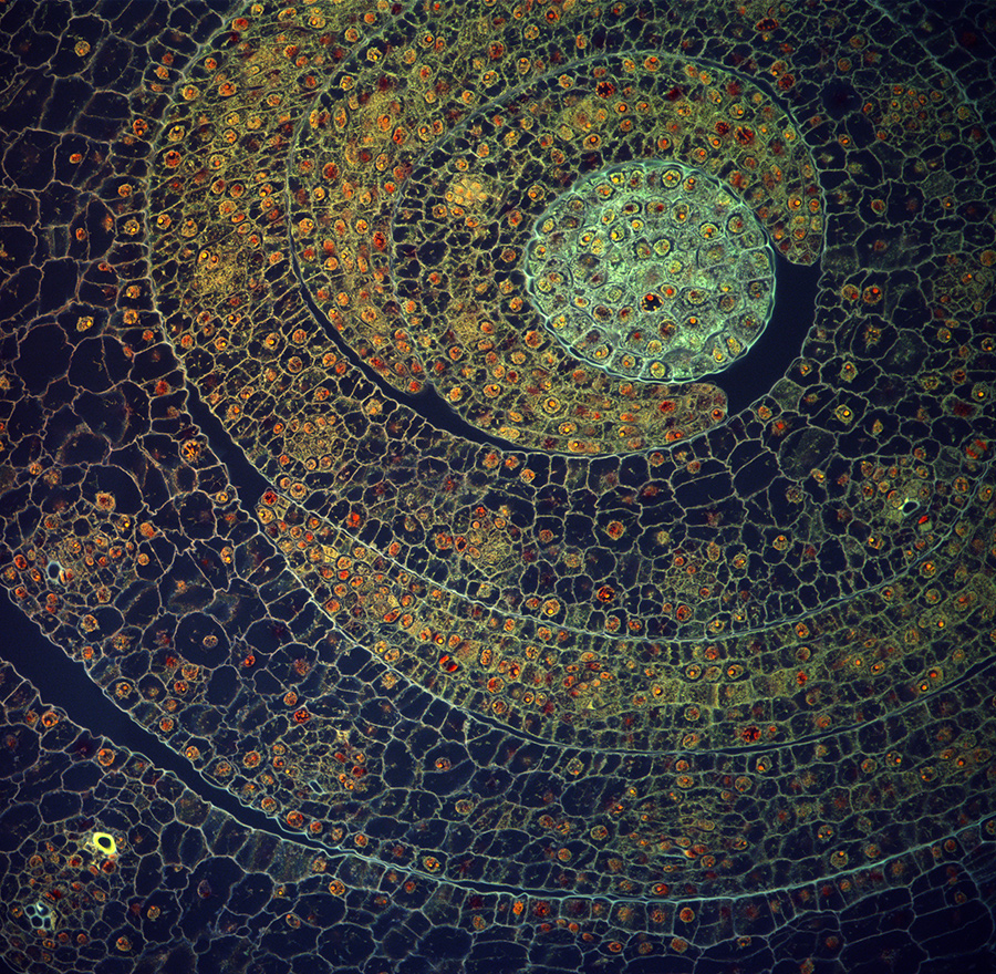 10 Extreme — And Extremely Pretty — Close-Ups Of Bacteria And Plants