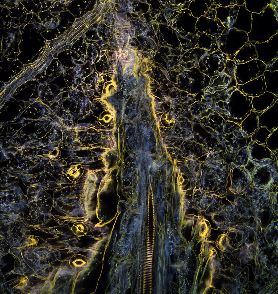 10 Extreme — And Extremely Pretty — Close-Ups Of Bacteria And Plants