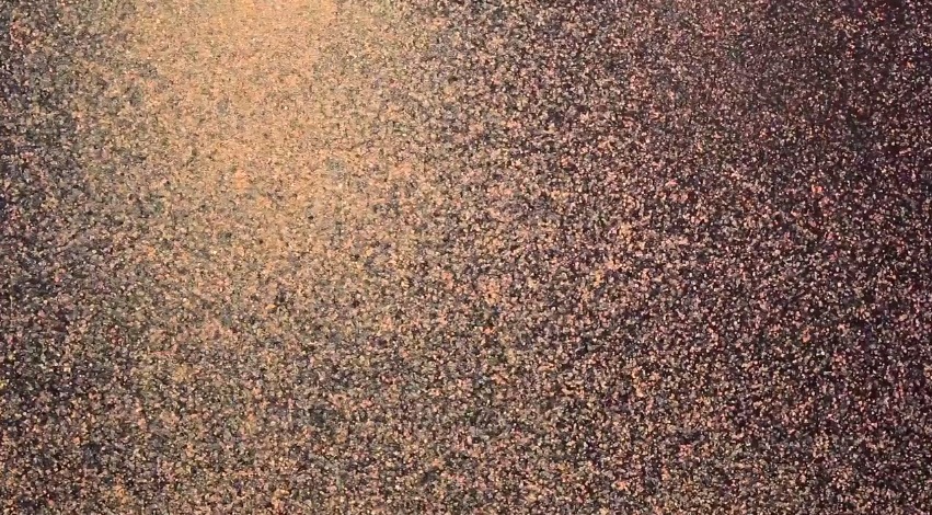 These Paintings Are Made From The Barf Of 200,000 House Flies