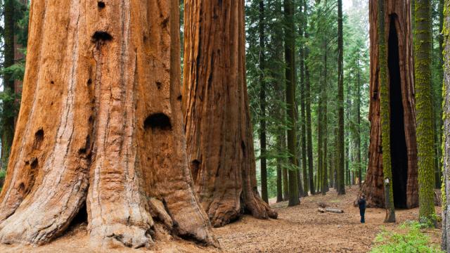 This Nonprofit Is Quietly Cloning The World’s Largest (And Oldest) Trees
