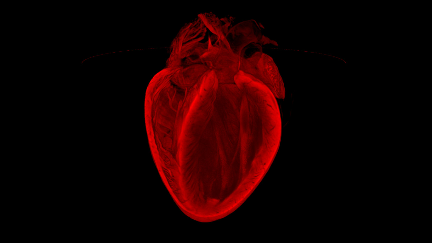 These Amazing Cardio Images Will Make Your Heart Race
