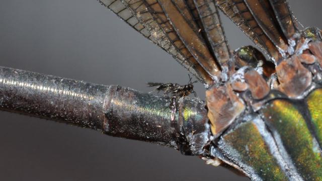 You’ll Be Jealous Of This Tiny Wasp Hitching A Ride On A Damselfly