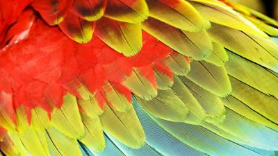 Neon Bird Feathers Hold The Key To Colours That Never Fade