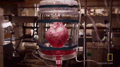 Scientists Grow Human Heart Tissue That Beats With Total Autonomy