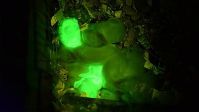 These Glow-In-The-Dark Rabbits Will Help Cure Diseases One Day