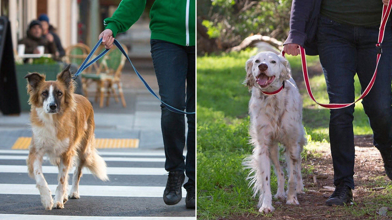 Behold The Cleverest Dog Leash We’ve Ever Seen