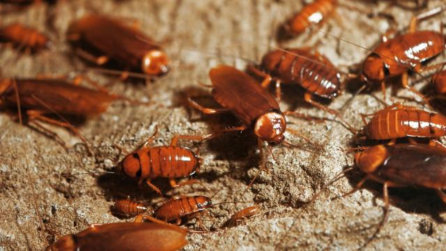 A Million Cockroaches Escaped From A Chinese Farm And Are On The Move