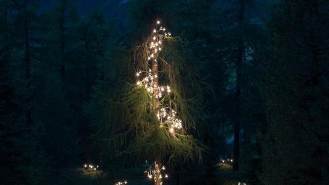 Illuminated Lamps Cascade Up A Huge Swiss Pine Tree