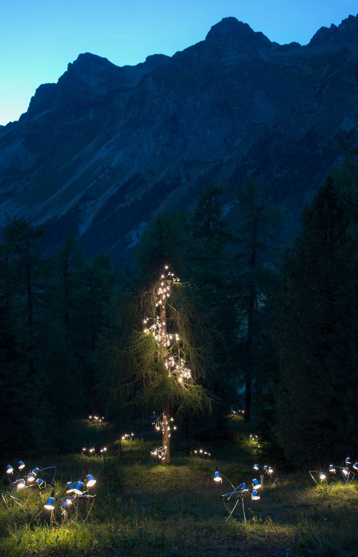 Illuminated Lamps Cascade Up A Huge Swiss Pine Tree