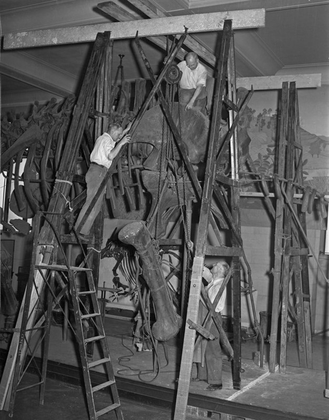 Rare Images Show How The Museum Of Natural History Preps Its Displays