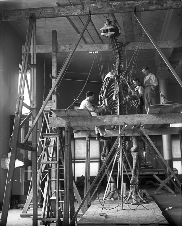 Rare Images Show How The Museum Of Natural History Preps Its Displays